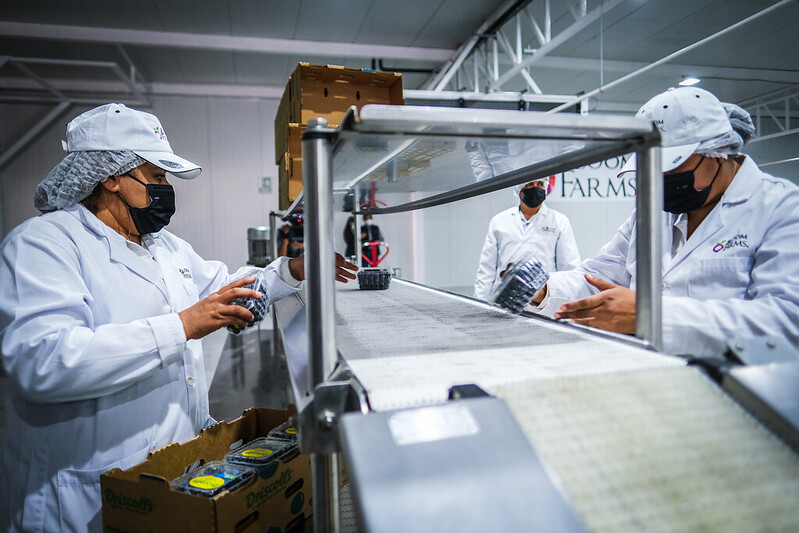 Bloom Farms inaugurates its berry packing and cooling plant in Jalisco